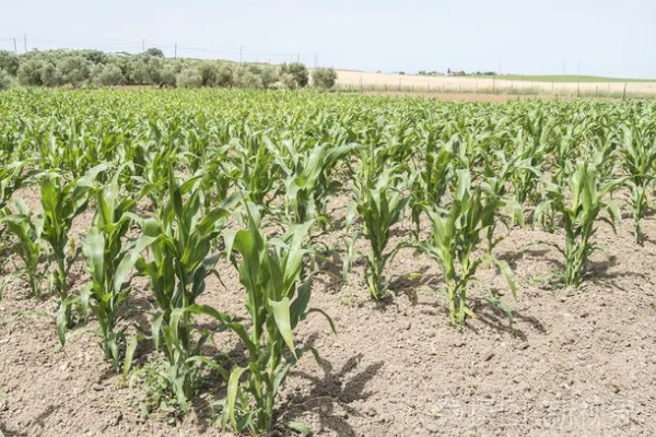 农作物营养生长和生殖生长的简介，营养生长指种子萌发至幼穗分化前这段时间