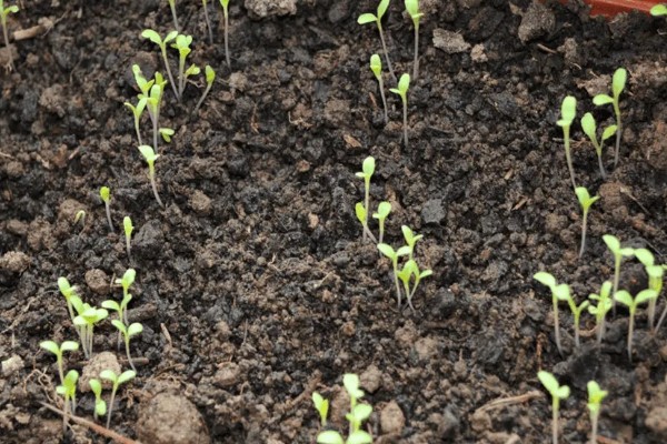 农作物营养生长和生殖生长的简介，营养生长指种子萌发至幼穗分化前这段时间