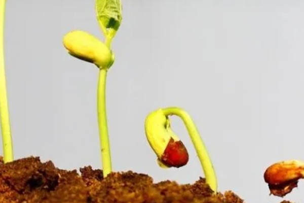 农作物营养生长和生殖生长的简介，营养生长指种子萌发至幼穗分化前这段时间