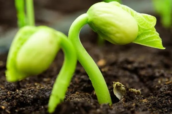 农作物营养生长和生殖生长的简介，营养生长指种子萌发至幼穗分化前这段时间