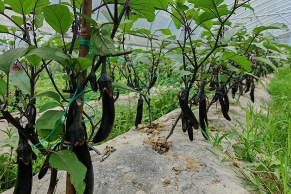 紫茄怎么栽培,要先后进行晒种、浸种、催芽