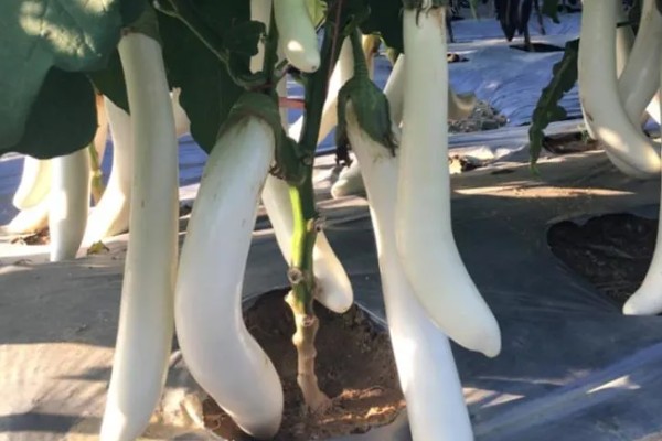 紫茄怎么栽培,要先后进行晒种、浸种、催芽