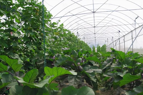 紫茄怎么栽培,要先后进行晒种、浸种、催芽