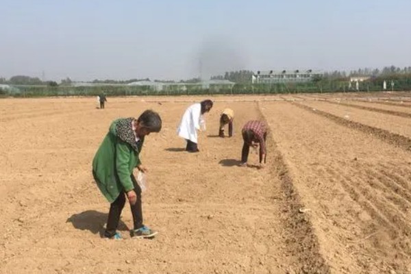 紫茄怎么栽培,要先后进行晒种、浸种、催芽