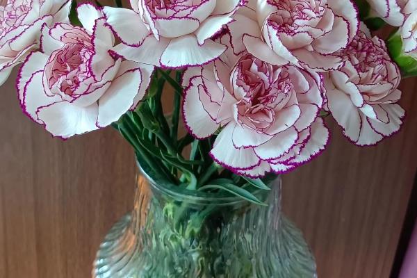 康乃馨花苞还没开就枯萎了怎么处理，缺水要及时浇灌水分