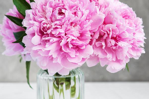 康乃馨花苞还没开就枯萎了怎么处理，缺水要及时浇灌水分