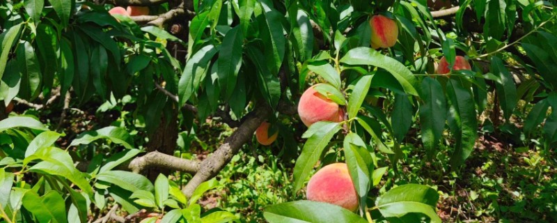 桃花的果实外观，呈卵形或扁圆形