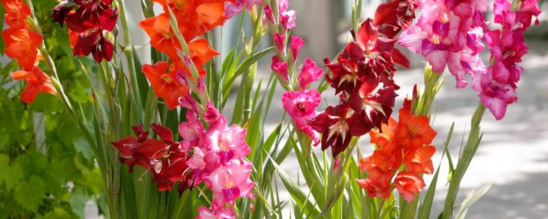 剑兰有什么种类，常见原种唐菖蒲、忧郁唐菖蒲等品种