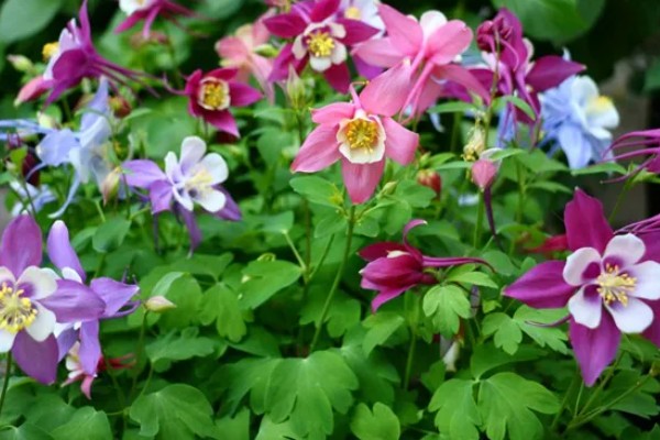 怎么让耧斗菜过冬，把温度保持在5℃以上