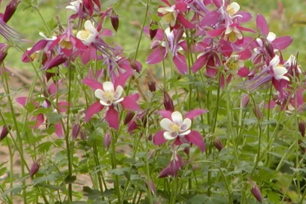 怎么让耧斗菜过冬，把温度保持在5℃以上