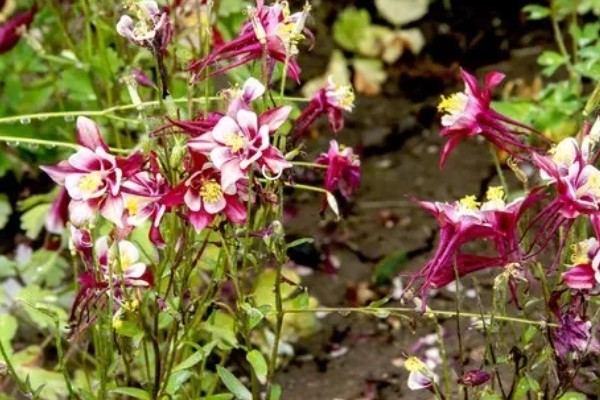 怎么让耧斗菜过冬，把温度保持在5℃以上