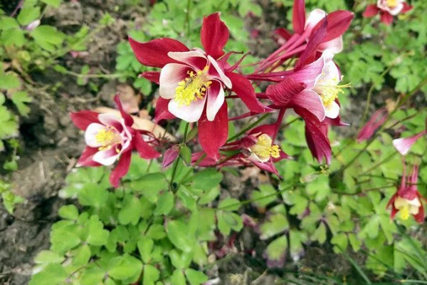 怎么让耧斗菜过冬，把温度保持在5℃以上