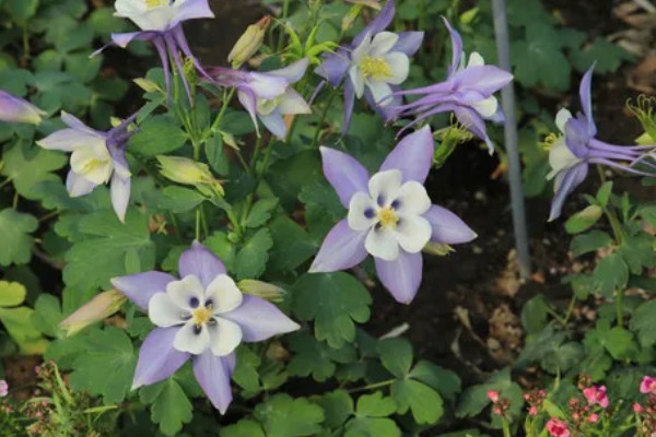 怎么让耧斗菜过冬，把温度保持在5℃以上