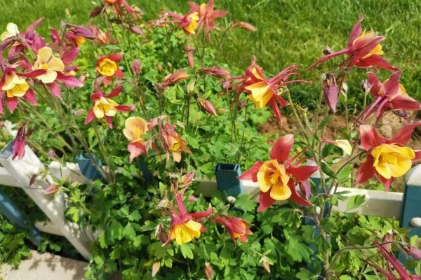 怎么让耧斗菜过冬，把温度保持在5℃以上