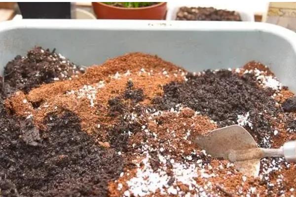 梅花怎么移栽上盆，剪除烂根等伤口愈合再种植