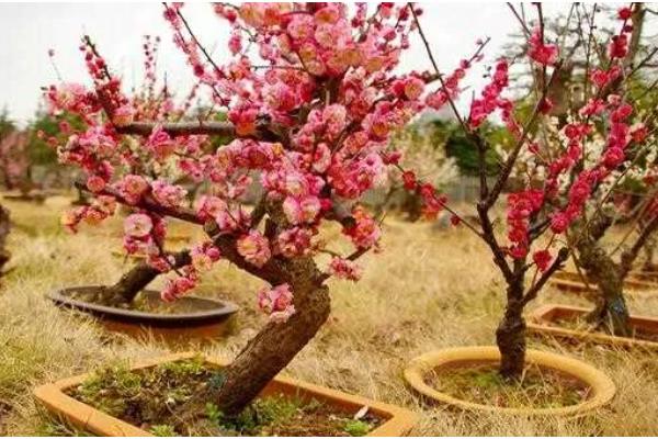 梅花怎么移栽上盆，剪除烂根等伤口愈合再种植