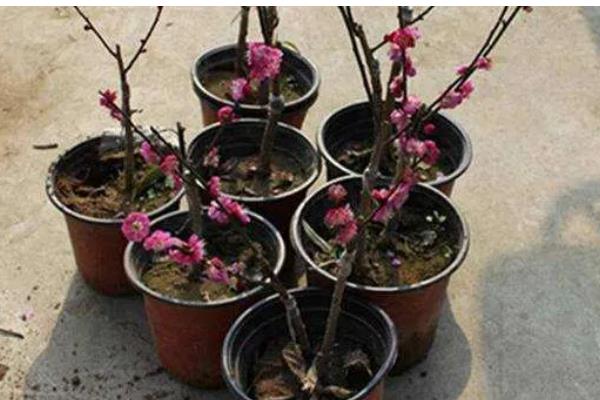 梅花怎么移栽上盆，剪除烂根等伤口愈合再种植