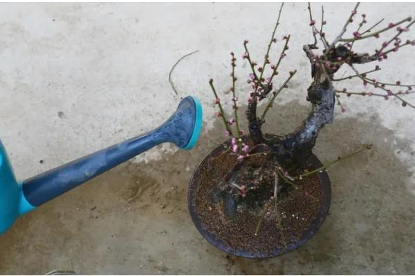 梅花怎么移栽上盆，剪除烂根等伤口愈合再种植