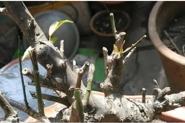 梅花怎么移栽上盆，剪除烂根等伤口愈合再种植