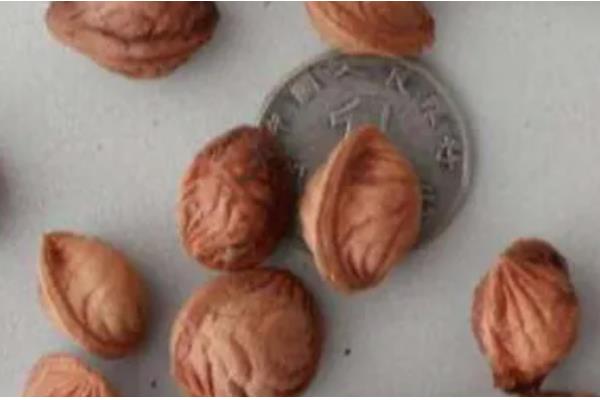 梅花怎么移栽上盆，剪除烂根等伤口愈合再种植