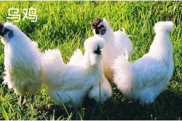 鸡有哪些品种，常见的有乌鸡、红腹锦鸡等