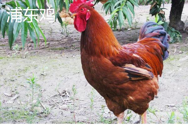 鸡有哪些品种，常见的有乌鸡、红腹锦鸡等