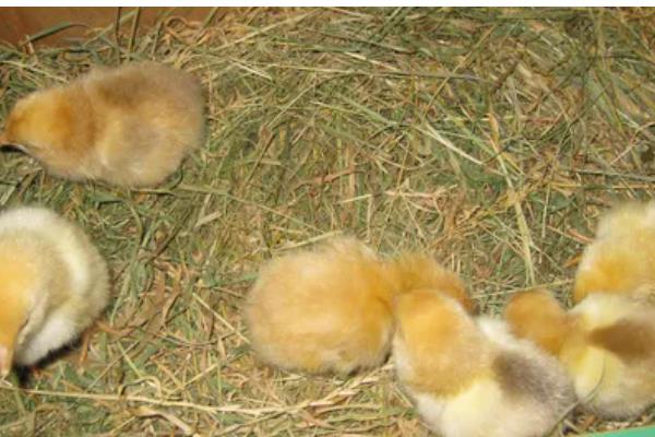 鸡有哪些品种，常见的有乌鸡、红腹锦鸡等