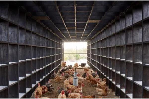 鸡有哪些品种，常见的有乌鸡、红腹锦鸡等