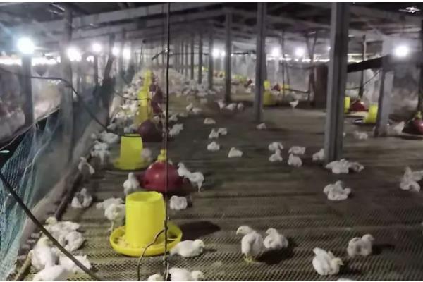 鸡有哪些品种，常见的有乌鸡、红腹锦鸡等