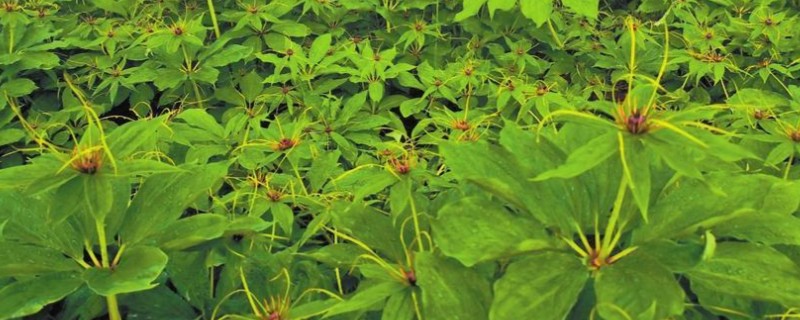 如何种植重楼，一月份进行播种和和育苗