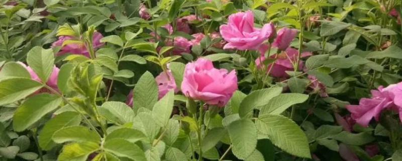 刺梅的扦插方式，对枝条涂抹草木灰再插入土壤中