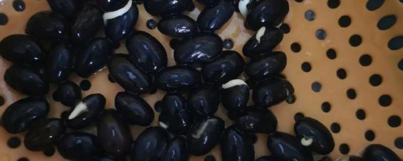 黑豆发芽了还能打豆浆吗，只要没臭味便可
