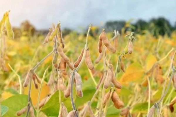 中国农业发展的首要任务，种植业是农业的重要基础