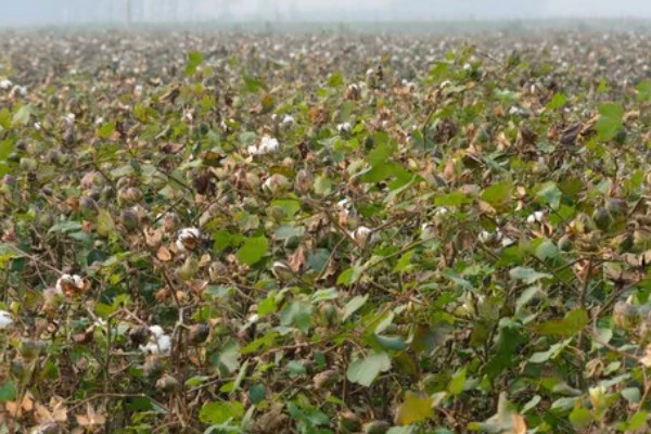 中国农业发展的首要任务，种植业是农业的重要基础