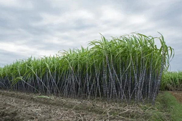 中国农业发展的首要任务，种植业是农业的重要基础