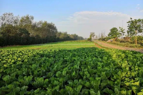 中国农业发展的首要任务，种植业是农业的重要基础