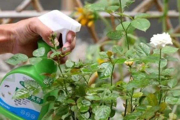 植物生长调节剂如何使用,可溶液喷洒或浸泡法等