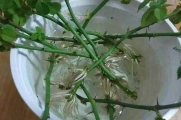 植物生长调节剂如何使用,可溶液喷洒或浸泡法等