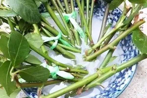 植物生长调节剂如何使用,可溶液喷洒或浸泡法等