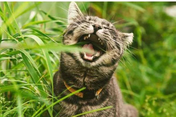 猫咪咳嗽的原因,可能是慢性支气管炎引起的