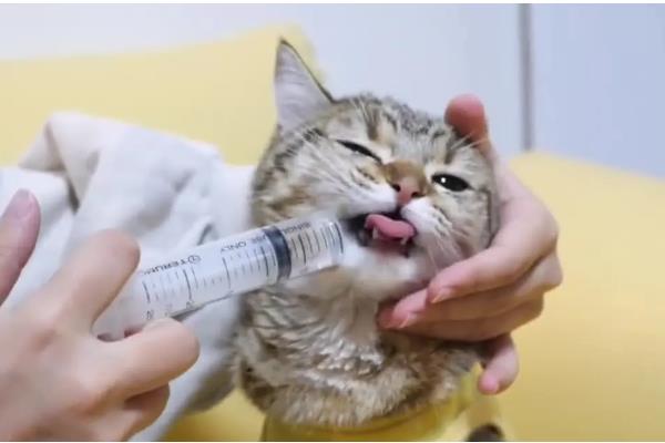 猫咪咳嗽的原因,可能是慢性支气管炎引起的