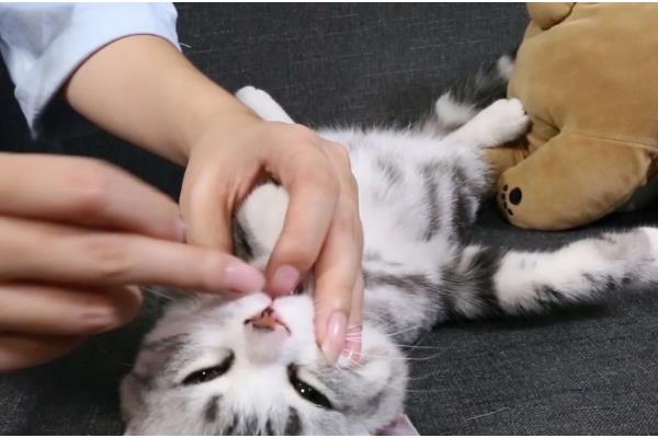 猫咪咳嗽的原因,可能是慢性支气管炎引起的