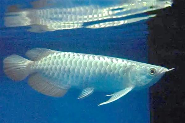 龙鱼水温低翻身怎么解决，可将水温提高到28℃