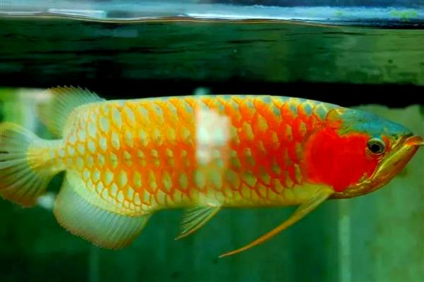 龙鱼水温低翻身怎么解决，可将水温提高到28℃