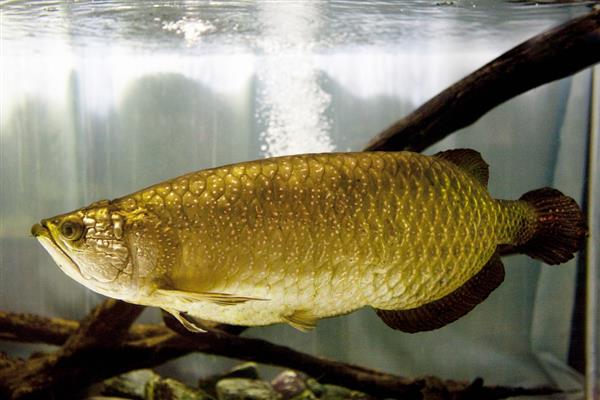 龙鱼水温低翻身怎么解决，可将水温提高到28℃