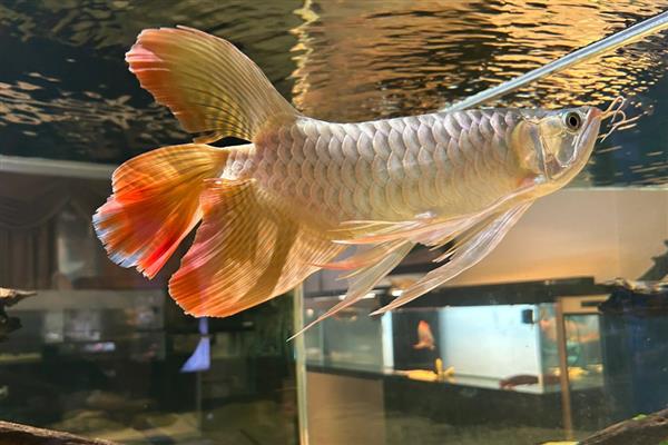 龙鱼水温低翻身怎么解决，可将水温提高到28℃