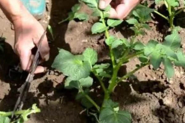 种土豆长多高要掐尖，高度超出40厘米可掐尖