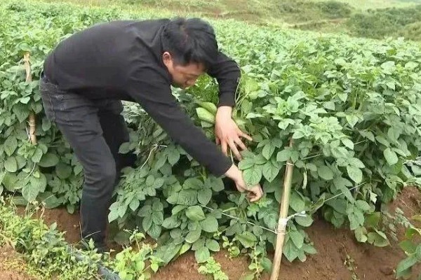 种土豆长多高要掐尖，高度超出40厘米可掐尖