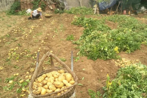 种土豆长多高要掐尖，高度超出40厘米可掐尖