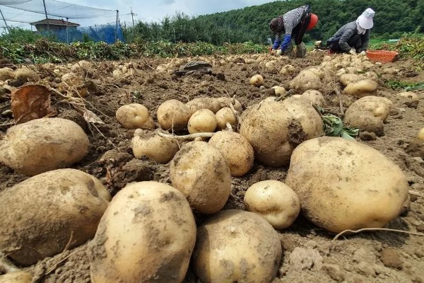 种土豆长多高要掐尖，高度超出40厘米可掐尖